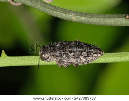Metallic wood-boring beetle (Chrysobothris shawnee) on a plant stem in Houston, TX USA, dorsal view. Species of North American insect in the Buprestidae family.