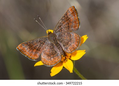 Metalmark, Calephelis Species