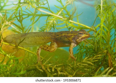 Metamorphosing green frog tadpole of Rana esculenta under water with fully developed hint and front legs taken from the side with the frog towards the camera and large webbed feet with long toes - Shutterstock ID 1953006871