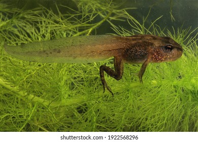 metamorphosing of Rana temperature brown frog under water with plants  - Shutterstock ID 1922568296