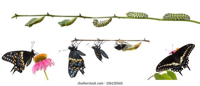 Metamorphosis of Butterflies   Eastern Black Swallowtail (Papilio polyxenes)
