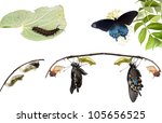 Metamorphosis of Butterflies   Pipevine Swallowtail (Battus philenor)