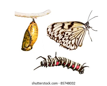 1,136 Butterfly Transition Images, Stock Photos & Vectors | Shutterstock