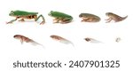 Metamorphosis tadpole of a Tiger-Legged Monkey Frog (Phyllomedusa hypochondrialis), Tiger-Legged Monkey Frog metamorphosis on isolated background, Tree frog metamorphosis, Life cycle of a frog