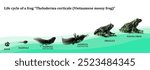 Metamorphosis of Theloderma corticale (Vietnamese mossy frog) from tadpole to frog on white bacground, Metamorphosis of Theloderma corticale (Vietnamese mossy frog) with isolated bacground