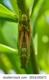 Metamorphosisi Which Is Part Of The Grasshopper Life Cycle.