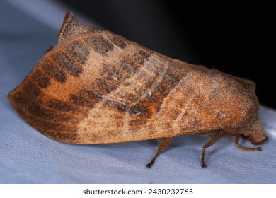 Metanastria cf. hyrtaca, a lappet moth.