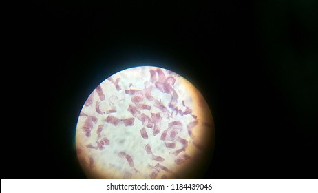 Metaphase Plate Of Cell Division Of Allium Root