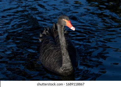 Metaphor For Unexpected In Business And Financial Events. Unusual Black Swan Is The Concept Symbol For An Unpredictable And Surprising Event.