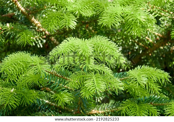 Metasequoia glyptostroboides, dawn redwood,\
is fast-growing, endangered deciduous conifer. It is sole living\
species of genus Metasequoia, one of three genera in subfamily\
Sequoioideae of\
Cupressaceae