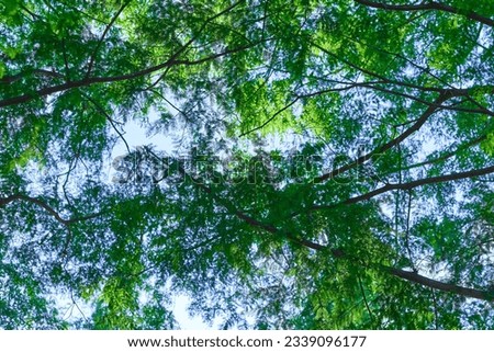 Metasequoia tree seen from below             