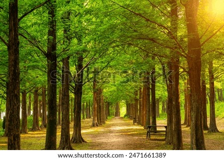 Metasequoia trees lined up neatly and regularly. The leaves of this tree will change according to the seasons at Haneul park in Seoul,South Korea