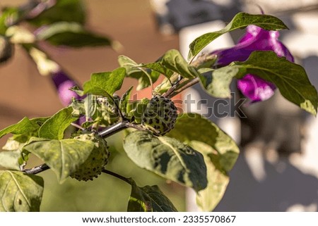 Metel Devil Trumpet Fruit Plant of the species Datura metel
