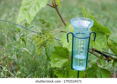 Meteorology with rain gauge in garden after the rain against the background of the vineyard