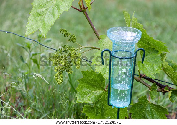 Meteorology with rain gauge in garden after\
the rain against the background of the\
vineyard