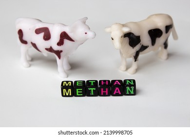 Methane. Livestock. Cattle. Methane Production. Environment Pollution By Methane. Biogas. Energy. Agriculture And The Environment And Its Pollution.