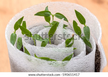 A method of growing seedlings of sweet pepper in the cochlea