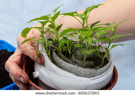 A method of growing seedlings of sweet pepper in the cochlea