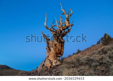 Methuselah, one of the oldest living tree in the world in beautiful sunset light. Bristlecone Pine Forest, California, US