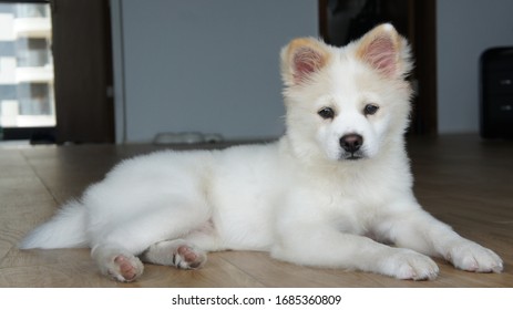 white fluffy dog puppy