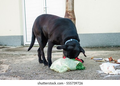 METKOVIC, CROATIA - JANUARY 14, 2017: Stray Dog Eating Garbage From Containers In Metkovic, Croatia