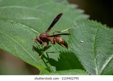 Metricus Paper Wasp (Polistes Metricus) At Ijams Nature Center, Knox County, Tennessee, USA