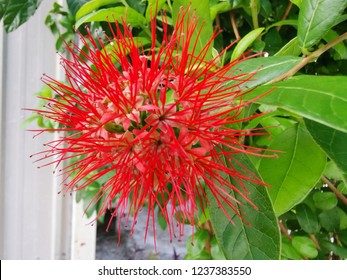 Metrosideros Excelsa Flower

