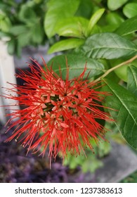 Metrosideros Excelsa Flower

