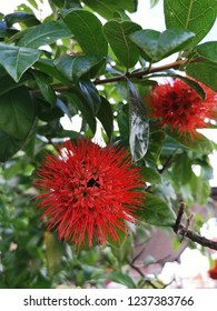 Metrosideros Excelsa Flower

