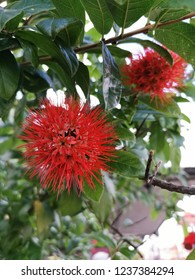 Metrosideros Excelsa Flower

