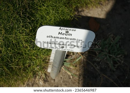 Meum athamanticum grows in July. Meum is a monotypic genus in the family Apiaceae. Its only species is Meum athamanticum, a glabrous, highly aromatic, aroma compound, perennial plant. Potsdam
