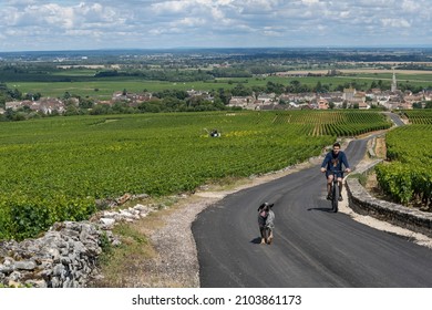 Meursault, France - June 29, 2020: Vineyards near Meursault in the Burgundy with country road, biker and dog, France.