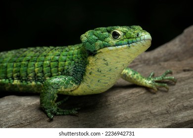 The Mexican Alligator Lizard (Abronia graminea), or Green Arboreal Alligator Lizard, or Terrestrial Arboreal Alligator Lizard, is an endangered species of lizard endemic to the highlands of Mexico. - Shutterstock ID 2236942731