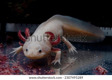Mexican Ambystoma. Feeding a pink axolotl.