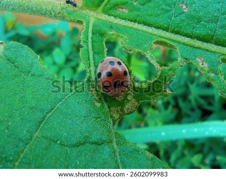 Mexican bean beetle on the leaf