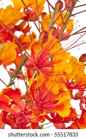 Mexican Bird Paradise Flower Caesalpinia Pulcherrima Stock Photo