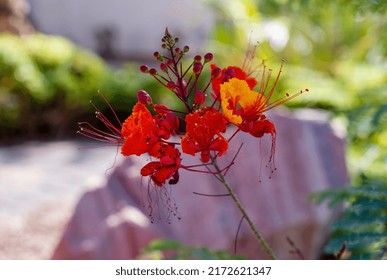 Mexican Bird Paradise Red Summer Blooms Stock Photo 2172621347