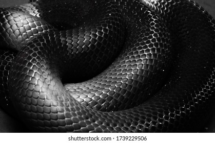 Mexican black kingsnake Curled up on a black background