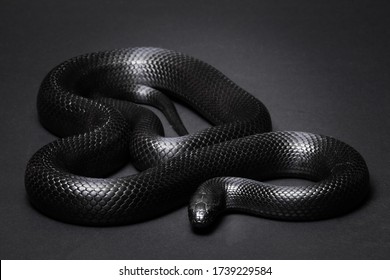 Mexican black kingsnake Curled up on a black background