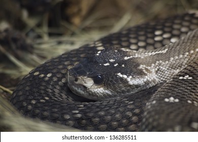 Mexican Black Tailed Rattlesnake, Crotalus Molossus Nigrescens