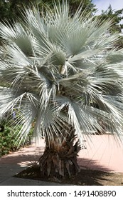 Mexican Blue Palm - Brahea Armata Closeup