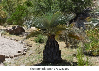 Mexican Blue Palm Tree In Arizona Desert