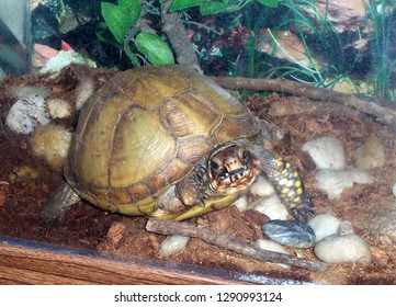 5,289 Box turtle Images, Stock Photos & Vectors | Shutterstock