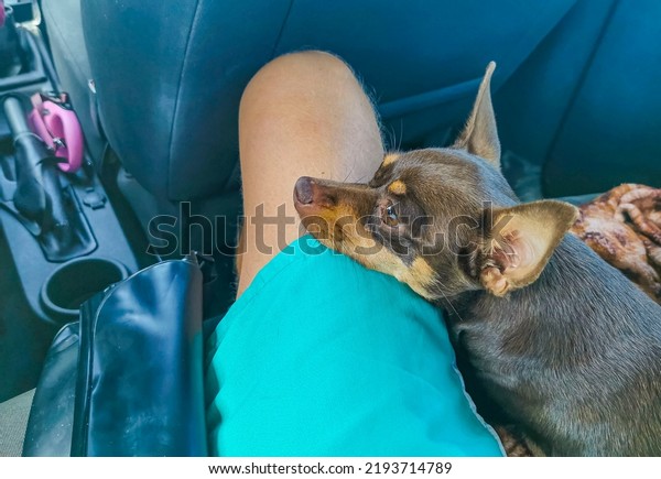 Mexican brown russian\
toy terrier dog while he is tired and sleeps in the car in Cancun\
Quintana Roo Mexico.