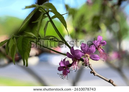 Mexican Buckeye tree in bloom during springtime in central Texas