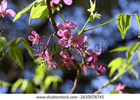 Mexican Buckeye tree in bloom during springtime in central Texas