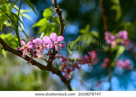 Mexican Buckeye tree in bloom during springtime in central Texas