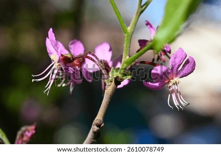 Mexican Buckeye tree in bloom during springtime in central Texas