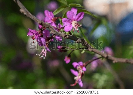 Mexican Buckeye tree in bloom during springtime in central Texas