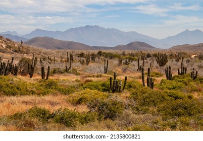 Mexican cactus field in the desert, part of a large nature reserve area in the town of Todos Santos, in Baja California Sur, La Paz, Mexico. Colorful Mexican desert landscape.